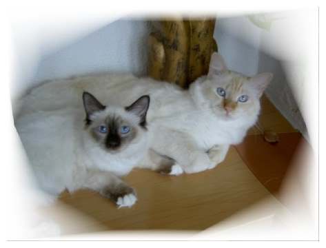 Magnetic Cats Kissme alias Lilly mit Sandy